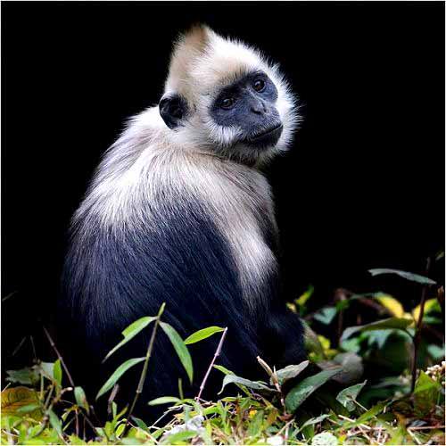 白頭葉猴是全球25種最瀕危靈長類動物之一，中國大陸僅見於崇左市。