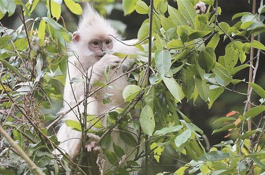 新發現的白化黑葉猴約9個月大。
