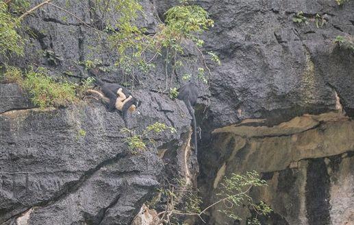 20190703-01-02-猴媽媽抱著「小白猿」在懸崖上跳躍。