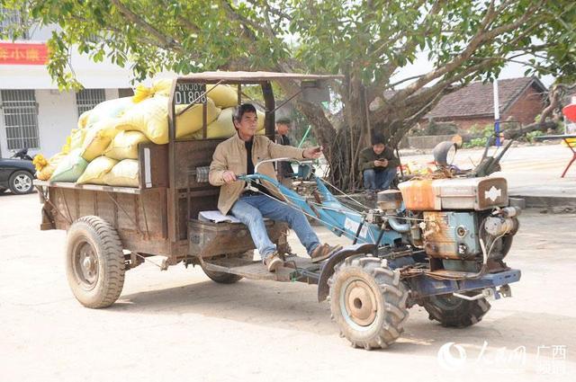 村民用拖拉機把自家香糯拉去加工。