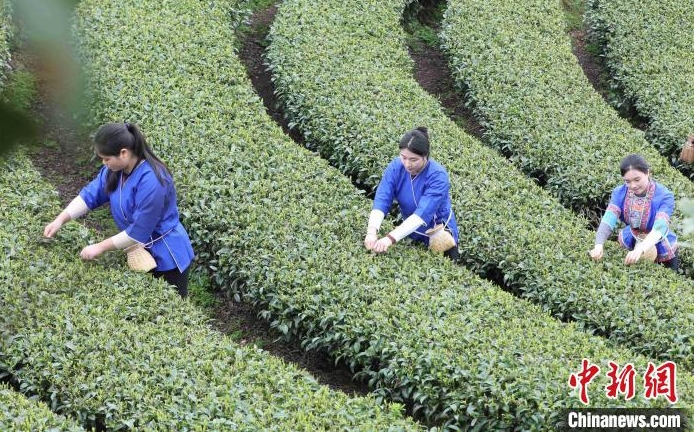茶農在採早春茶。
