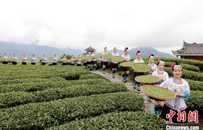 茶農在採早春茶。