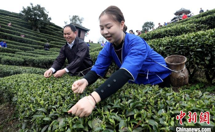 茶農採春茶。