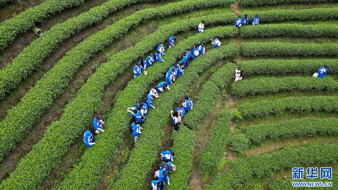 參加研學活動的學生在體驗採茶。