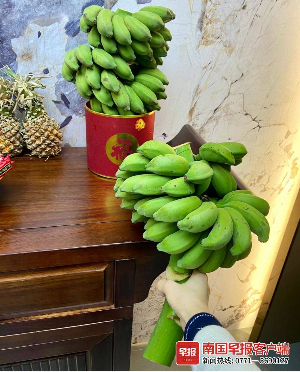 南寧網友「雲寶」展示從南寧出貨的香蕉串。