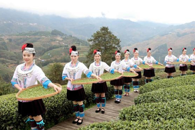 廣西侗鄉採茶忙展示特色茶文化